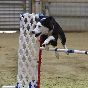 Meet your Posher, Dana